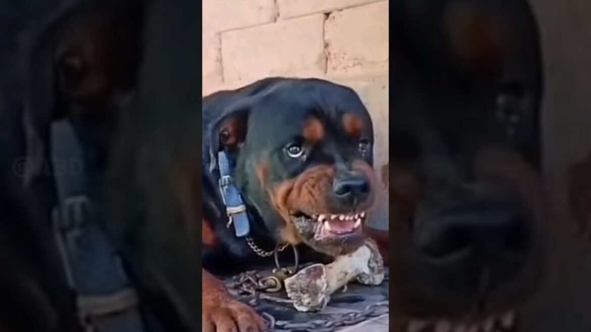 7 most deadliest and dangerous dog breeds in the world 🔥🌎 #shorts 7 most deadliest and dangerous dog breeds in the world 🔥🌎 #shorts