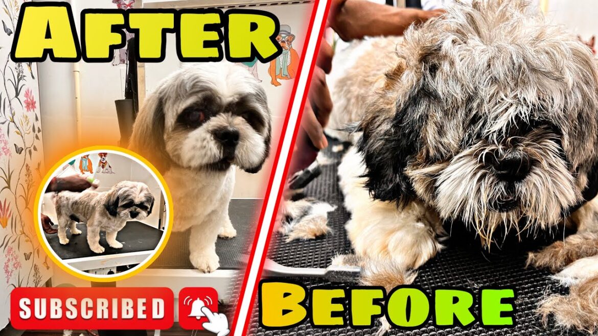 How To Groom a Shih tzu Full Groom | Leo Pet Spa | ๐ How To Groom a Shih tzu Full Groom | Leo Pet Spa | ๐