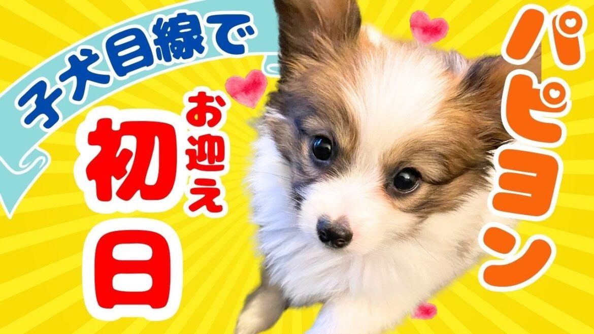 【子犬お迎え初日】天使を迎えに往復12時間!パピヨン子犬 【子犬お迎え初日】天使を迎えに往復12時間!パピヨン子犬