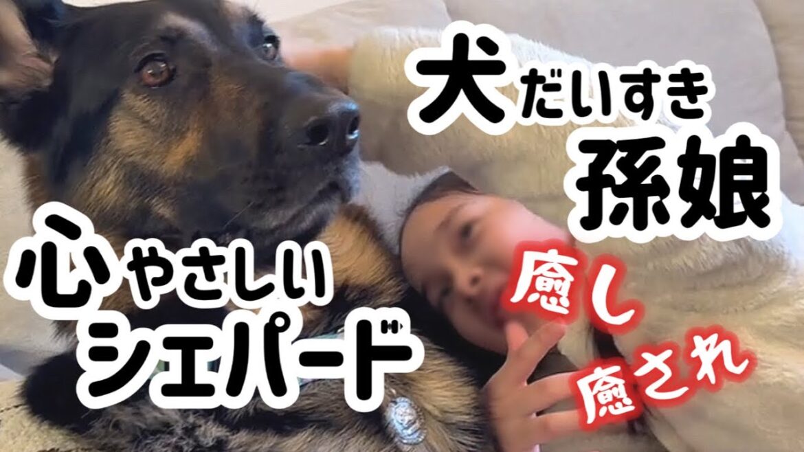 孫とシェパードの姿は最高の癒し💕シェパードってやっぱり家族愛が強いね☺️【ジャーマンシェパード】