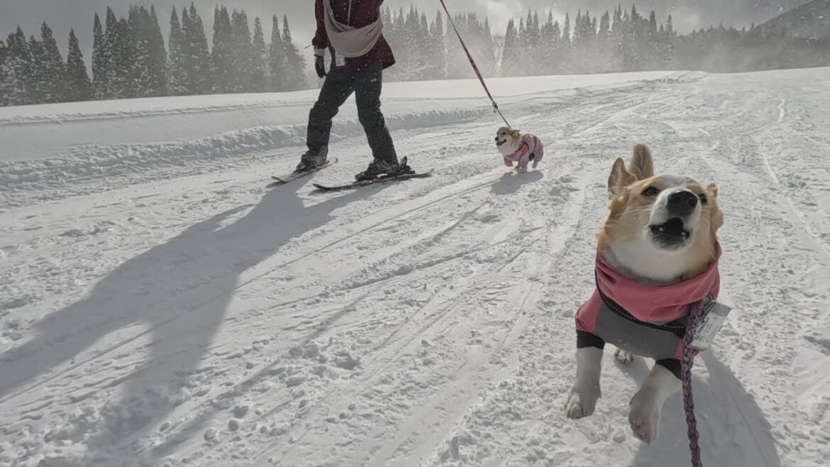 黒姫高原スノーパークで犬と遊ぼう！コーギー軍団大暴走