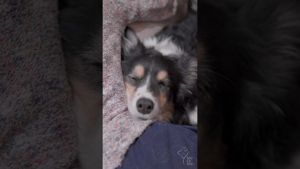 ママとお昼寝するボーダーコリーが可愛い　#ボーダーコリー #オーストラリアンシェパード #犬