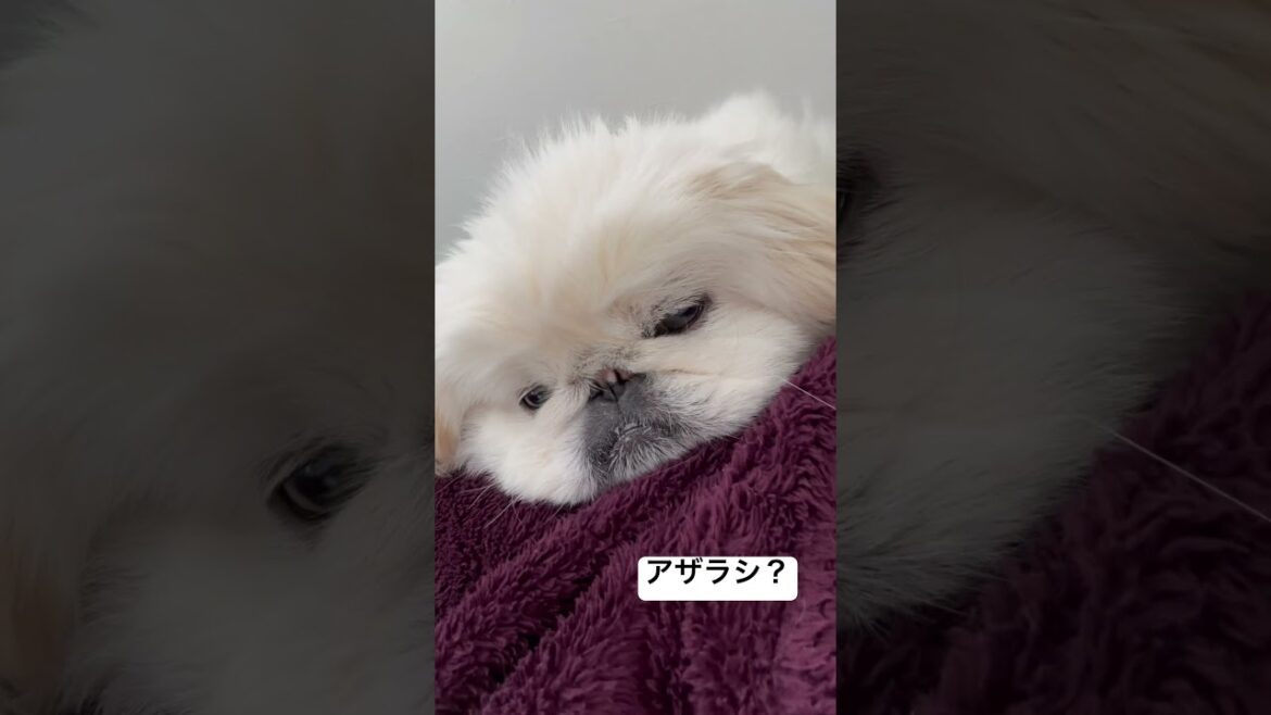 実はアザラシ？ #shorts #puppy #ペキニーズ