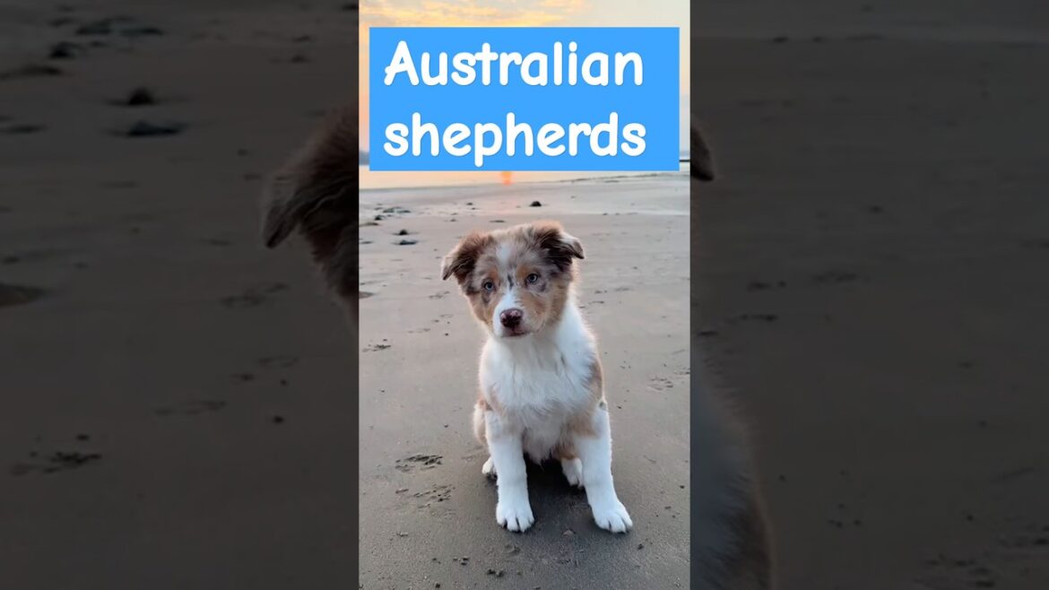Australian Shepherds Are Brilliant & Energetic! Fun Facts You NEED to Know!#dog #cutedog #puppy