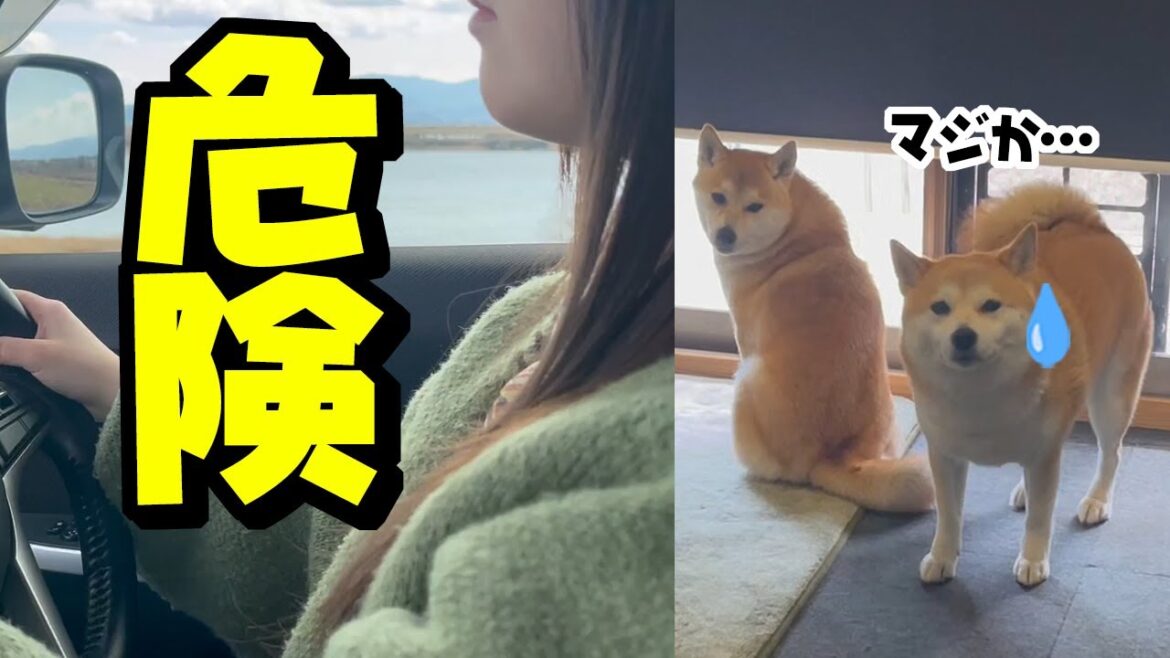 運転初心者の娘とママで危険な初ドライブに行ったら…心配そうに見送る柴犬姉妹