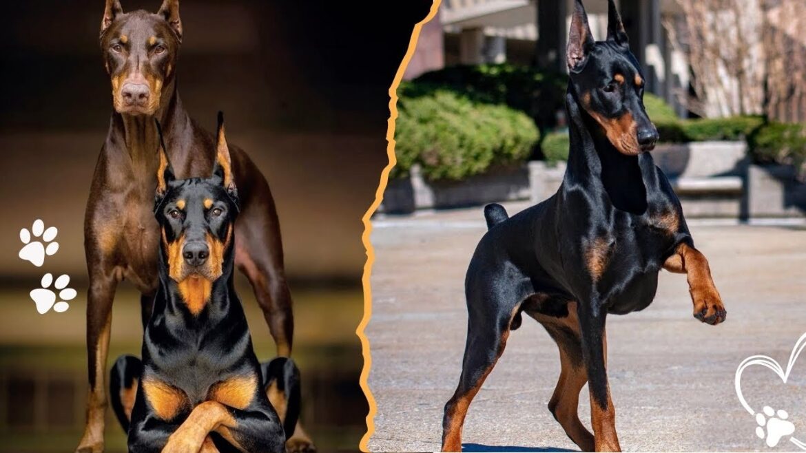 Top 3 Dog Breeds That Look Like the Doberman Pinscher