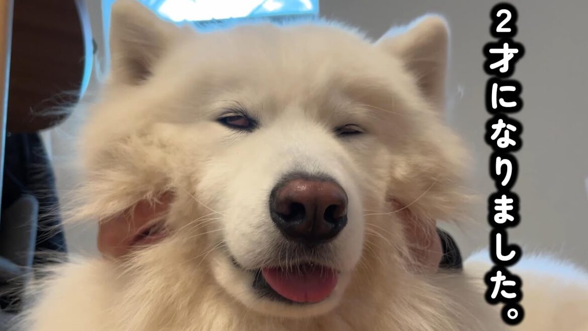 至福のマッサージを受けるサモエドさんの顔がこちら~エンゼルフォレスト白河高原は最高だった~