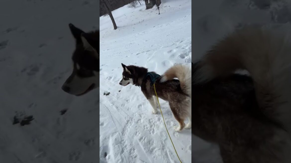 Highlight 0:00 - 0:25 from 🤩Skiing Alaskan Malamute Dog Moose⛷️ #live #husky #sports #sport #dog