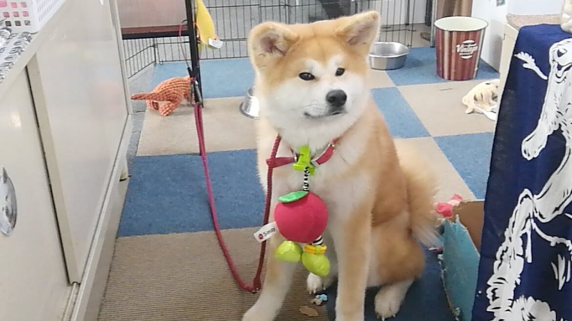 ひめちゃん配信！