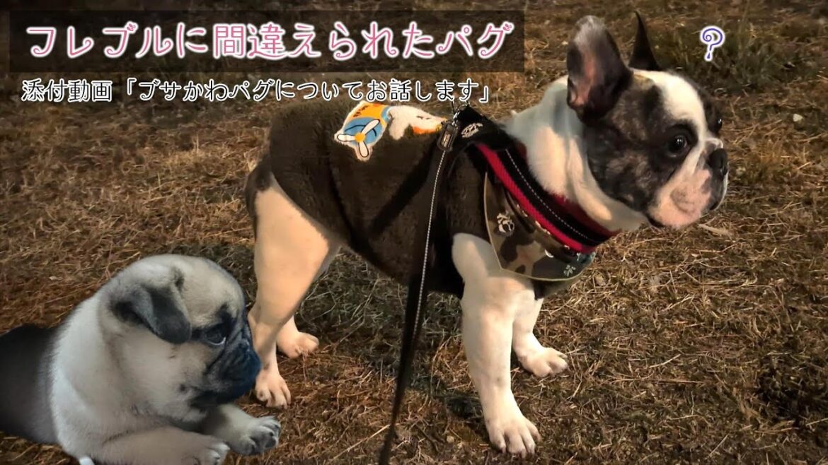 フレンチブルドッグに間違えられたパグ　『ぶーちゃん日記』『おまめ日記』