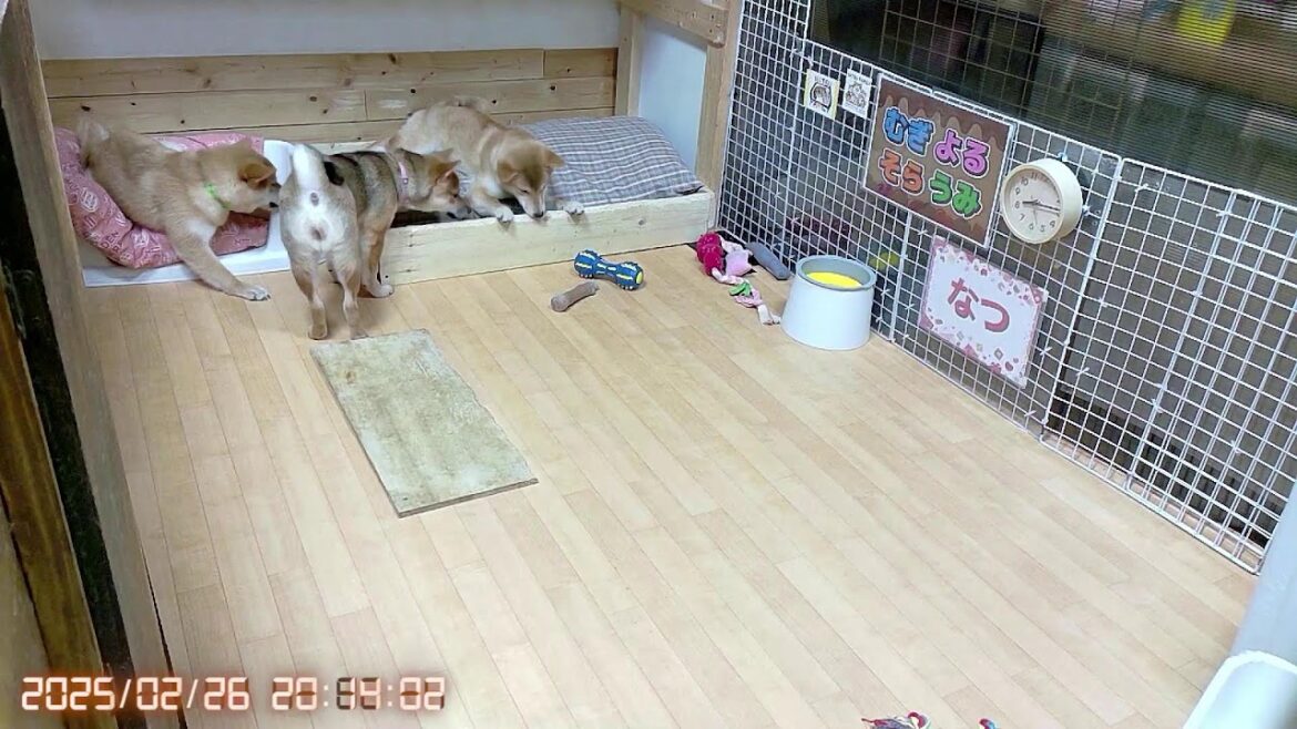 柴犬なつ！子育て生配信【生後170日】今日も元気にイタズラ！？はほどほどに…な子犬たち！