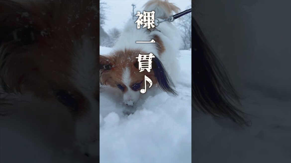 寒いからこそ裸いっかん！　　#犬 #パピヨン #papillon #可愛い