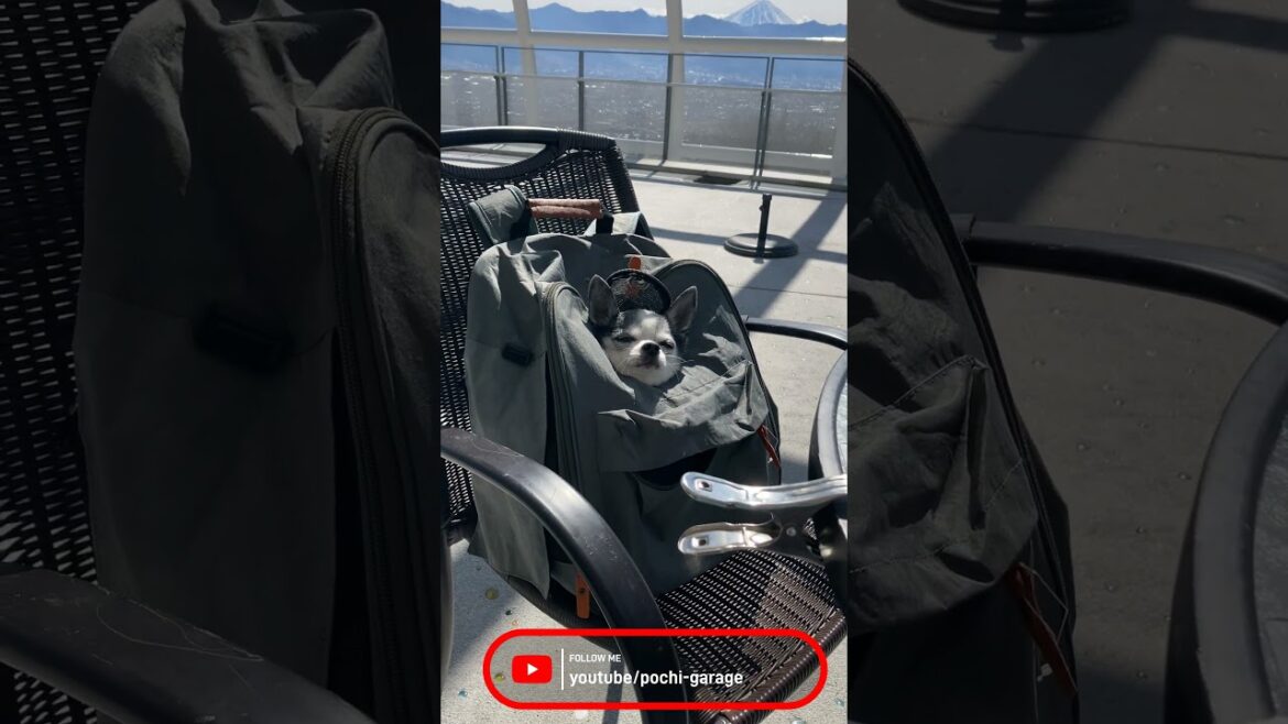 スムースコートチワワ ちび太くんと富士山 #Shorts #dog