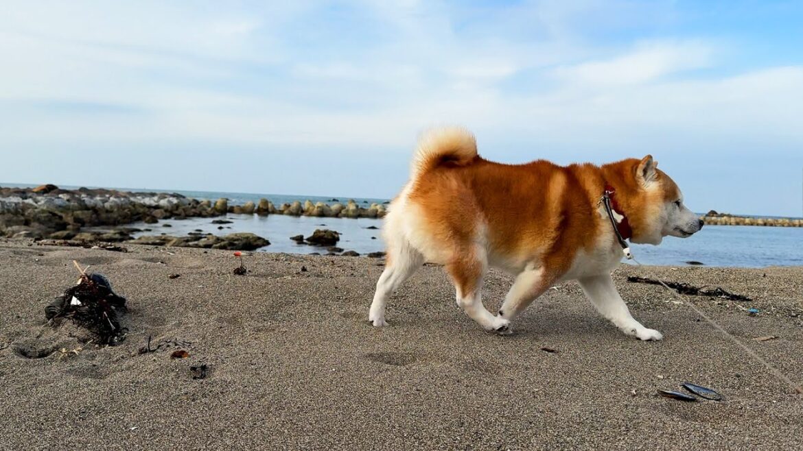 久々の砂浜さんぽにわくわくし、序盤から怒涛のてくてくで家族をちょっと引き離す柴犬