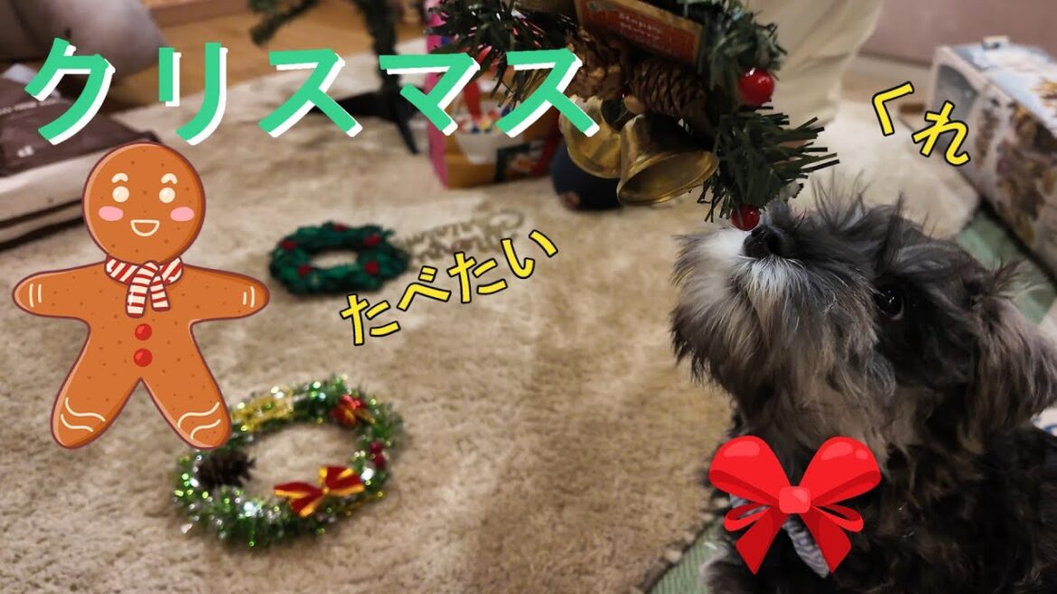 クリスマスグッズは飾るより噛みたいトロンです