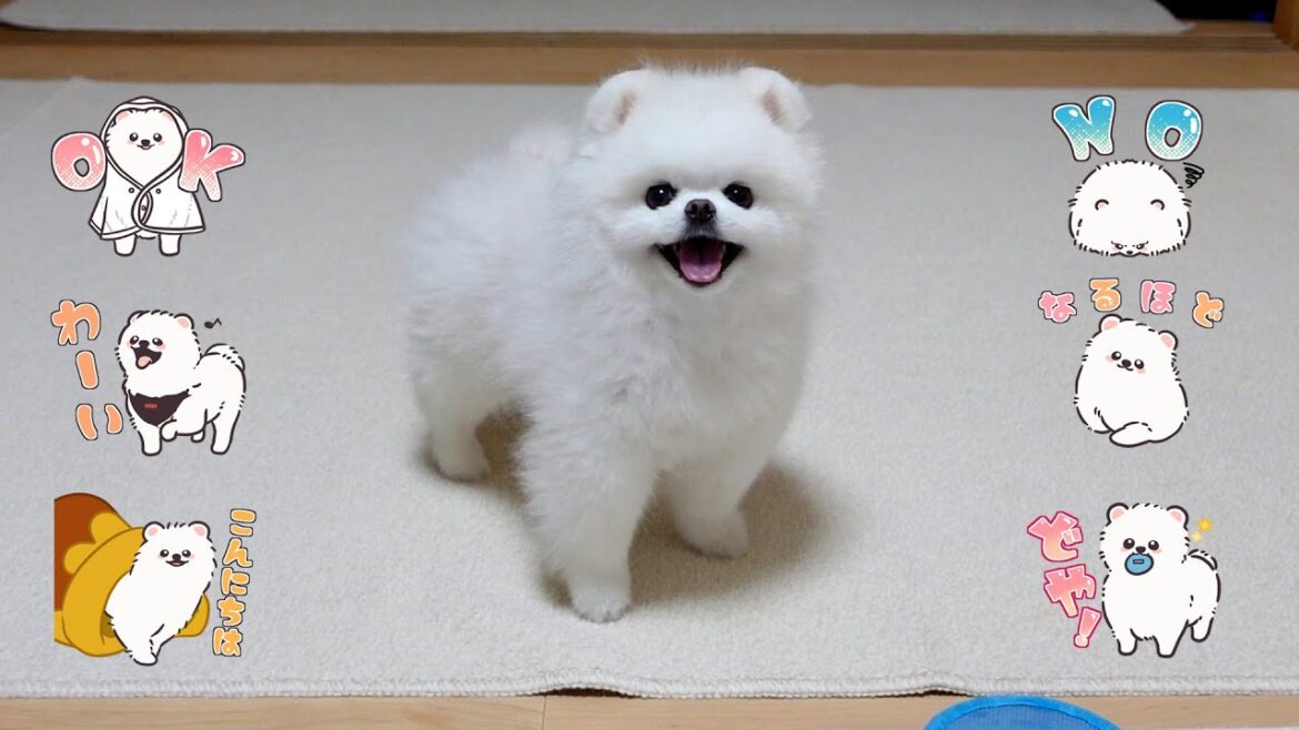 どや顔をするポメラニアンと新スタンプ完成