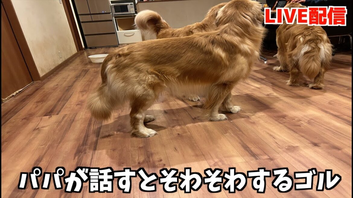 【ゴールデンレトリバー】2.23ゴロゴロタイム 【ゴールデンレトリバー】2.23ゴロゴロタイム