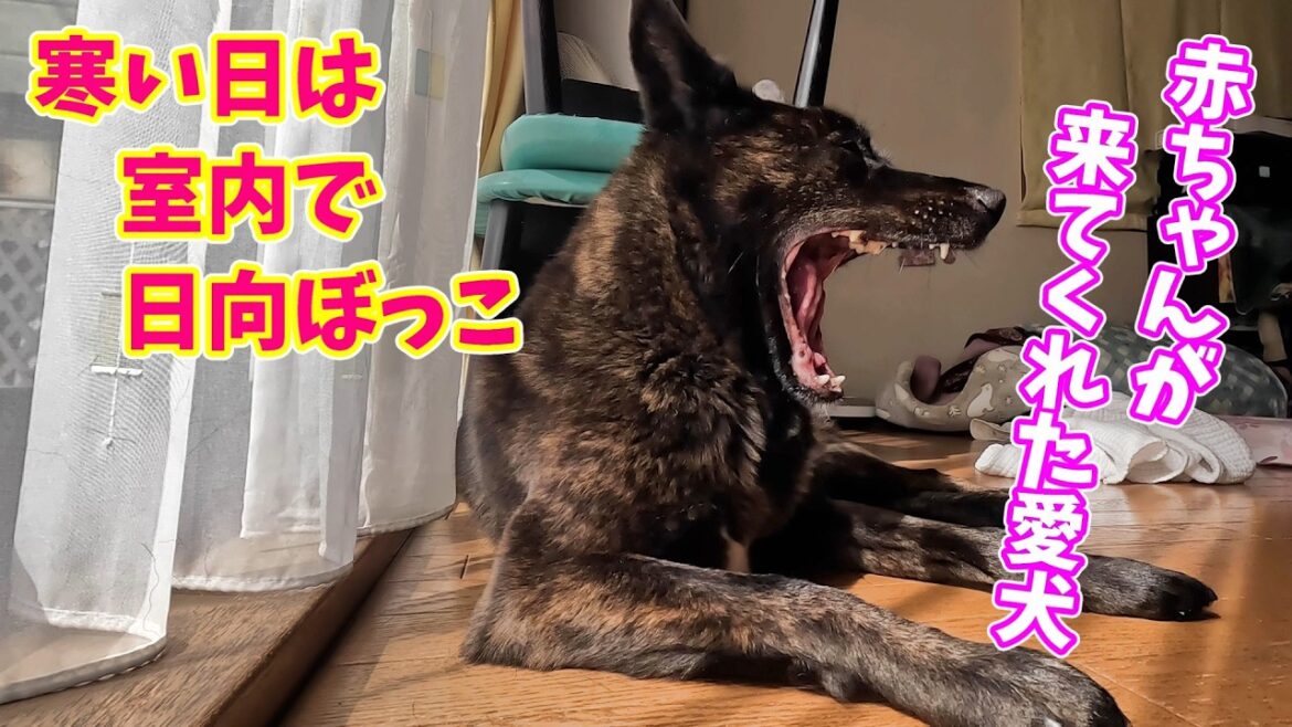 赤ちゃんが遊びに来た日の甲斐犬の様子　甲斐犬いち