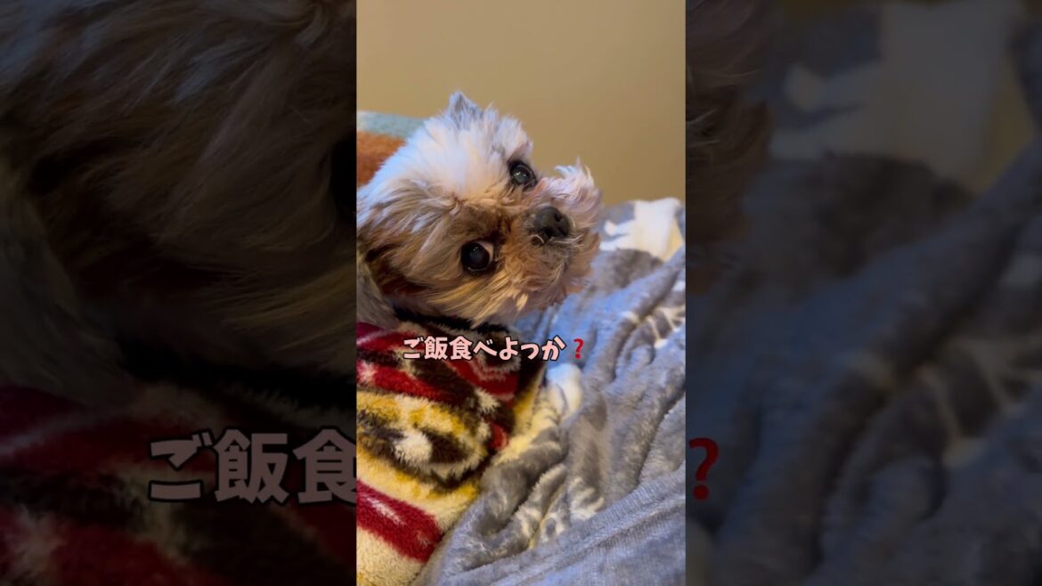 寝てる場合じゃないと思うのよ🐶#シーズー #いぬ #犬 #わんこ #イヌ