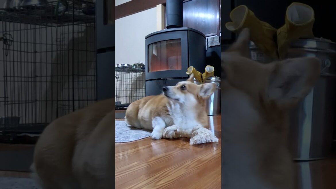 周囲を見回して伏せるコーギー / The Corgi looked around and lay down #コーギー #corgi #サクラ