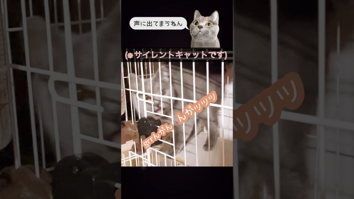 【猫】鳴き声特殊なサイレントキャット（笑） Silent cat |Big voice#猫 #cat #catshort #猫ショート #シャルトリュー #chartreux #고양이 #แมว