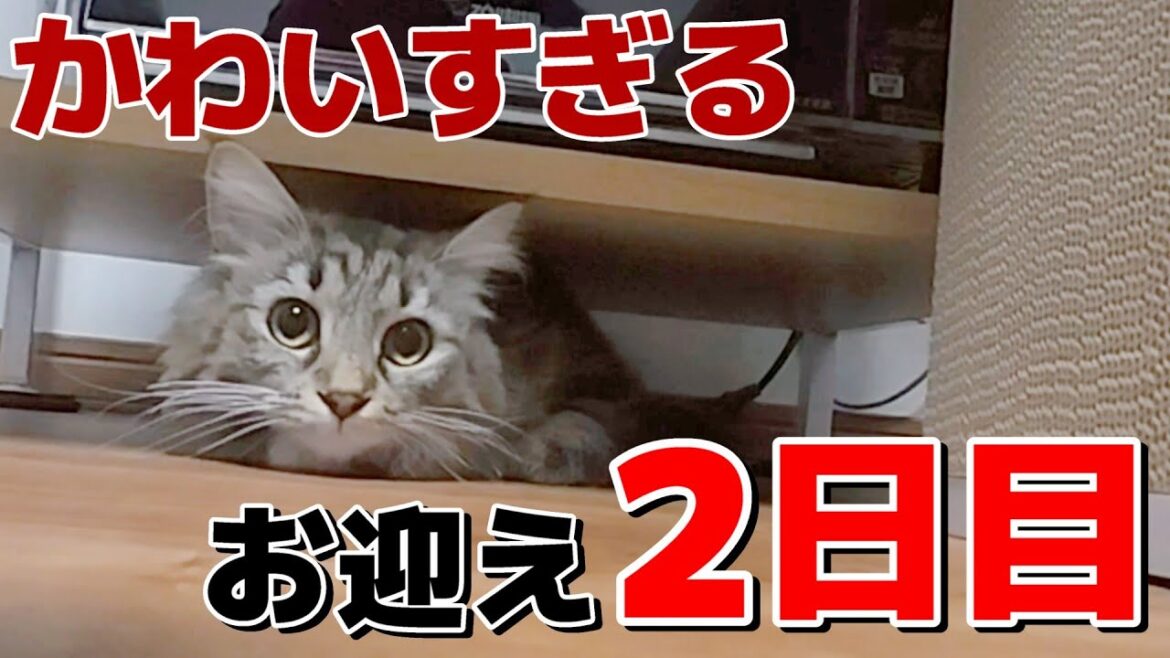 かわいすぎるノルウェージャンフォレストキャットをお迎えしました