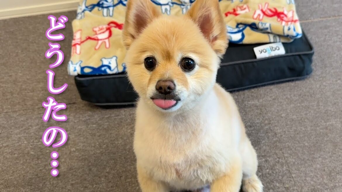 トリミングから帰宅後、愛犬の様子がおかしくなりました…笑
