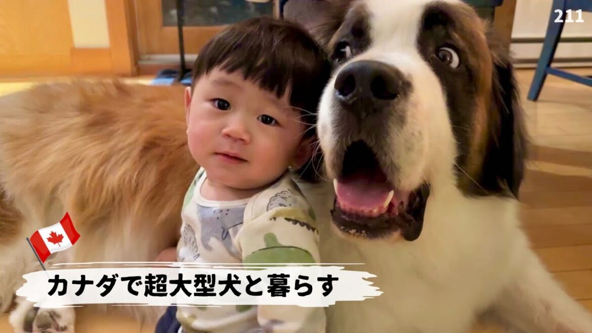 赤ちゃんがやって来た！後編／満点の星空【超大型犬3頭とカナダで田舎暮らし】