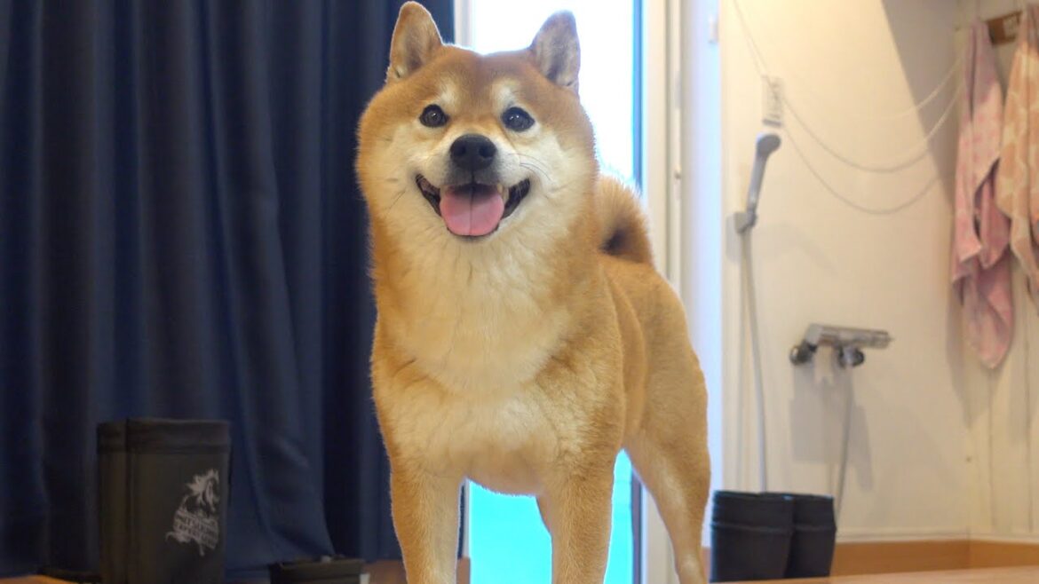 パパがいない日々に耐える柴犬…笑顔に変わる瞬間が尊すぎた。 パパがいない日々に耐える柴犬…笑顔に変わる瞬間が尊すぎた。