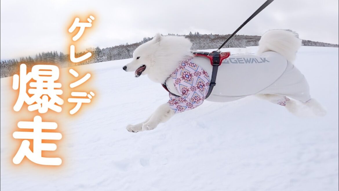 ノーリードOKなスキー場で愛犬と爆走してきました！