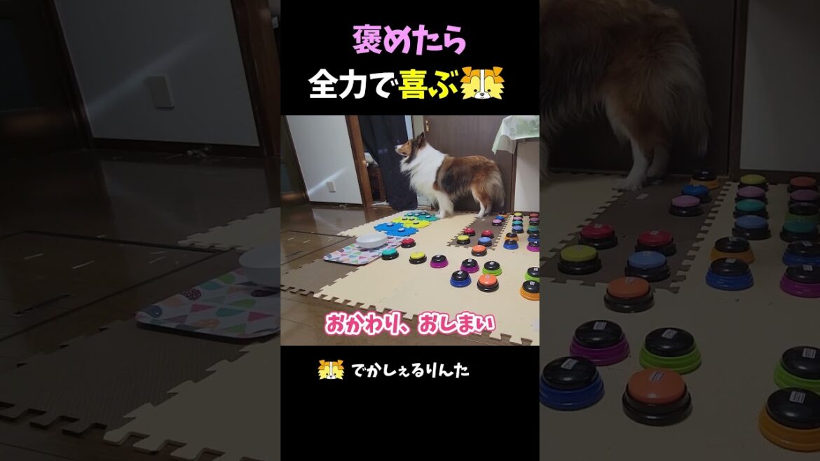 褒めたら全力で喜ぶシェルティ【会話ボタンでしゃべる犬】 #shorts #dog #犬 褒めたら全力で喜ぶシェルティ【会話ボタンでしゃべる犬】 #shorts #dog #犬