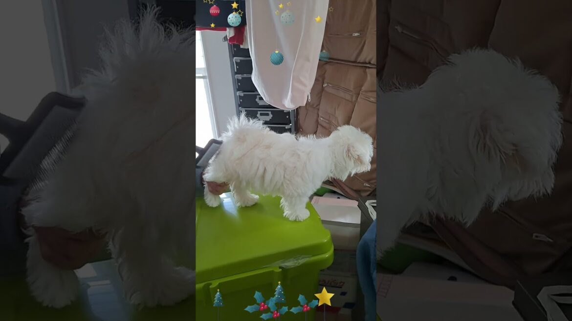ももちゃん★ブラッシング★シニアと暮らすマルチーズパピー #可愛い #眠る #癒し #puppy #犬のいる生活 #ペット＃ゴミ箱＃ブラッシング #サークル #お散歩