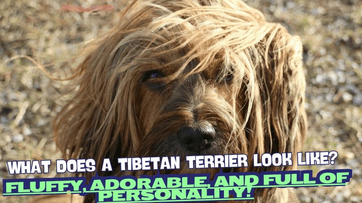 What Does a Tibetan Terrier Look Like?🏔️✨