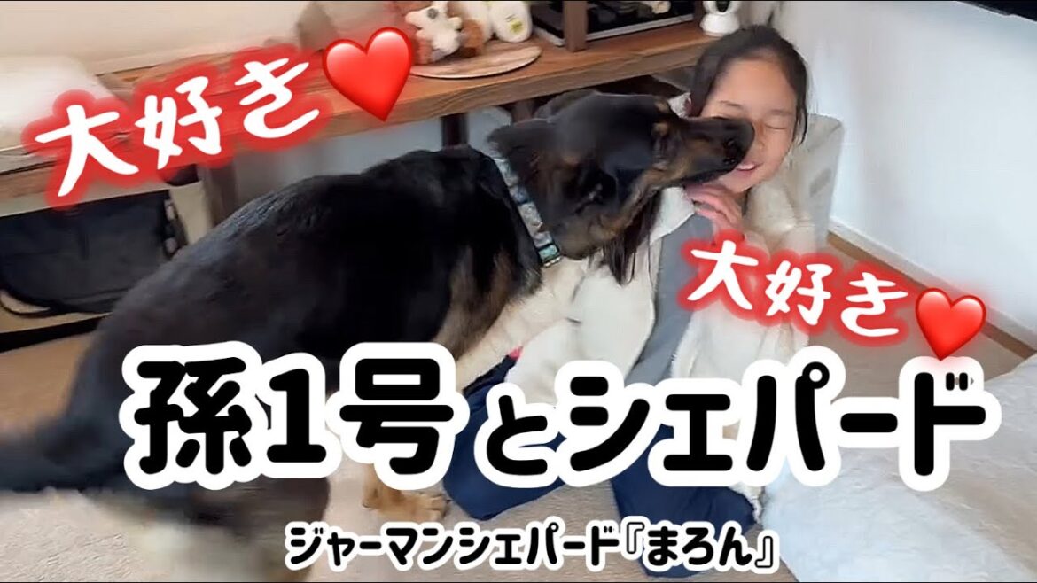 孫娘とシェパードまろんの大興奮楽しい連休❣️😆喜びの舞💕再び😂【ジャーマンシェパード】 孫娘とシェパードまろんの大興奮楽しい連休❣️😆喜びの舞💕再び😂【ジャーマンシェパード】
