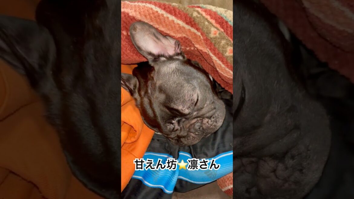 甘えん坊⭐️凛さん #フレンチブルドッグ #frenchie #frenchie #frenchbulldoglife #shorts