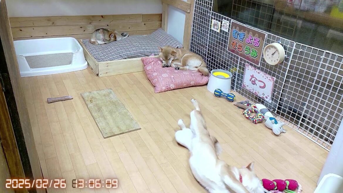 柴犬なつ！子育て生配信【生後170日】長女よるちゃん初めてのアレが来ました！