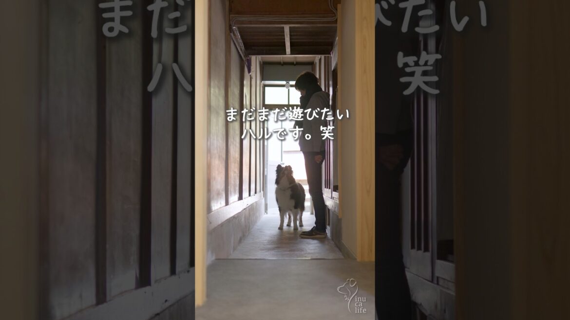 ママを奪い合うボーダーコリーとオゥシー　#ボーダーコリー #オーストラリアンシェパード #dog