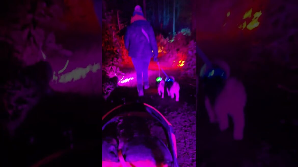 I took my cats to a light up forest #shortvideo #shorts #viralshorts #cat #adventure #animals #pets