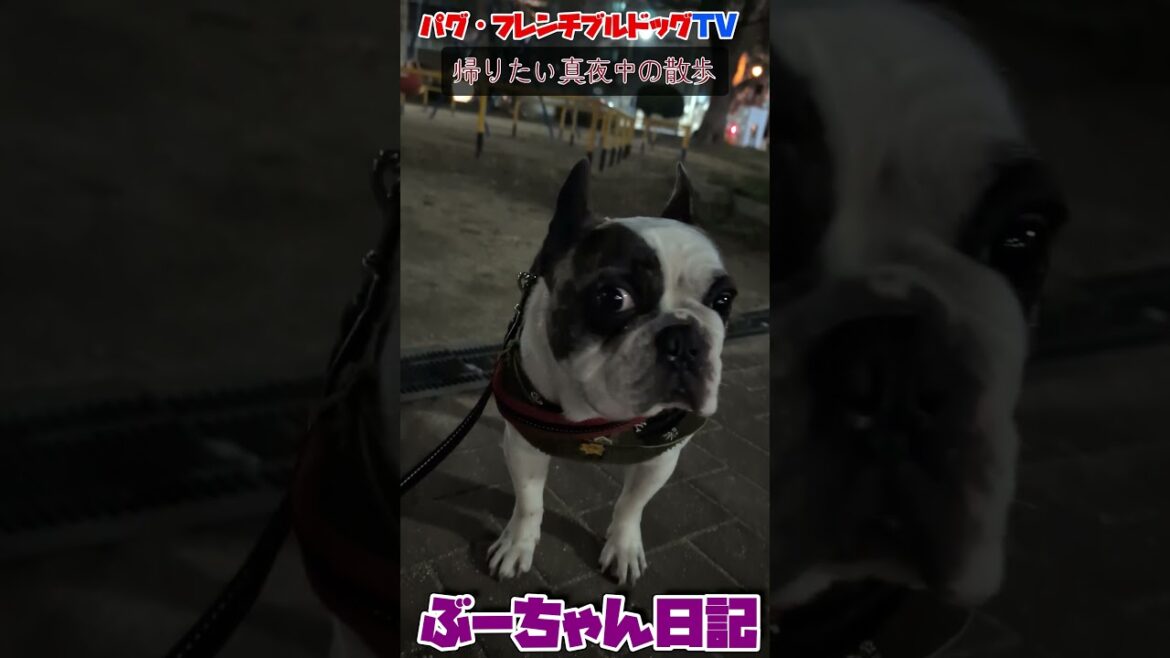 早く帰りたい散歩 飼い主が好きすぎるフレンチブルドッグ『ぶーちゃん日記』 #フレンチブルドッグ #フレンチブルドッグ #お散歩 #dog #フレンチブル #frenchbulldog 早く帰りたい散歩 飼い主が好きすぎるフレンチブルドッグ『ぶーちゃん日記』 #フレンチブルドッグ #フレンチブルドッグ #お散歩 #dog #フレンチブル #frenchbulldog