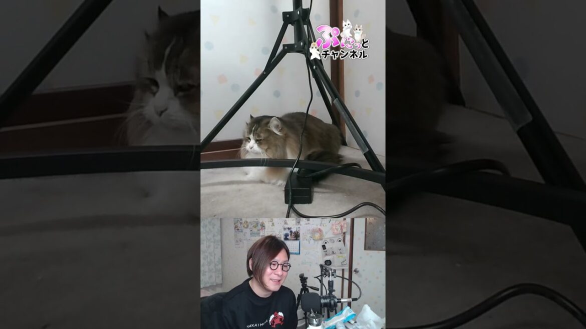 配信久しぶり♪猫ちゃんライブ配信♪