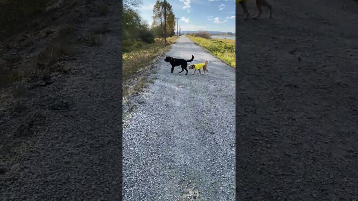 Paws in Sync: Best Friends on a River Path Stroll