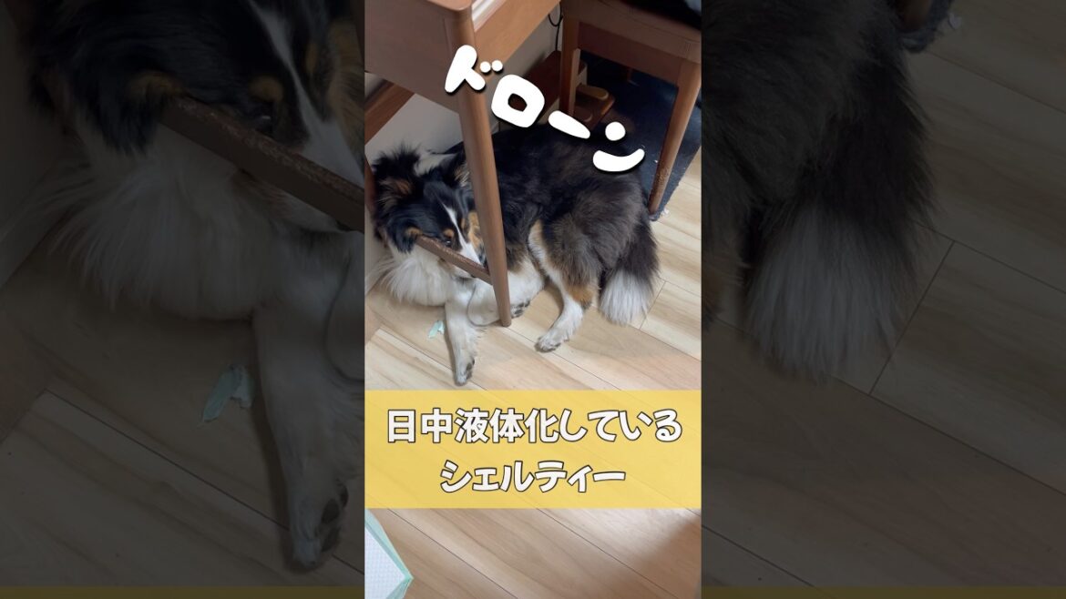 🐶 日中原型がなくなりかけるシェルティー(Sheltie being melted duing work time…!)
