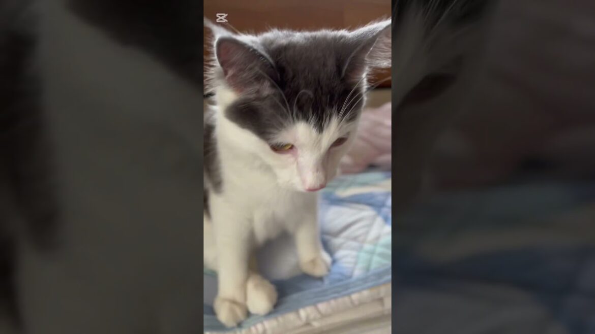 僕の成長日記でし。#ノルウェージャンフォレストキャット #猫 #猫のいる暮らし