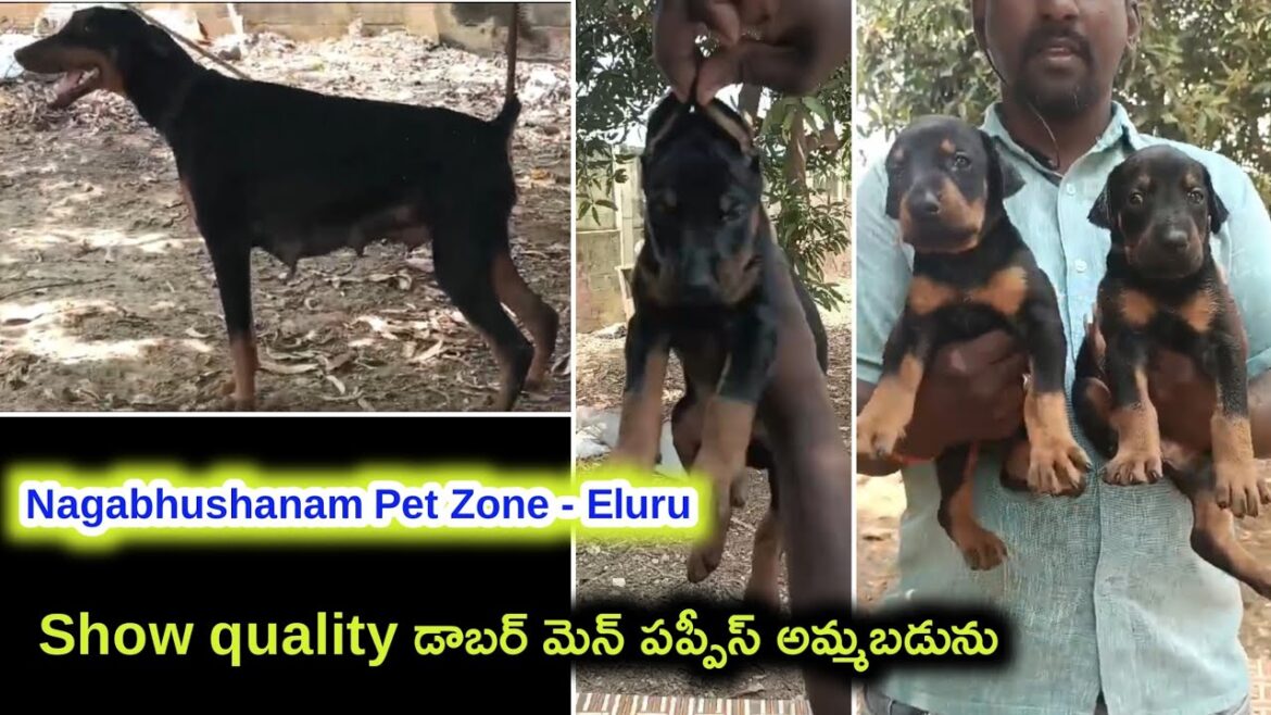 Show quality Doberman puppies for sale in telugu/ 94904 33969 /aj pets