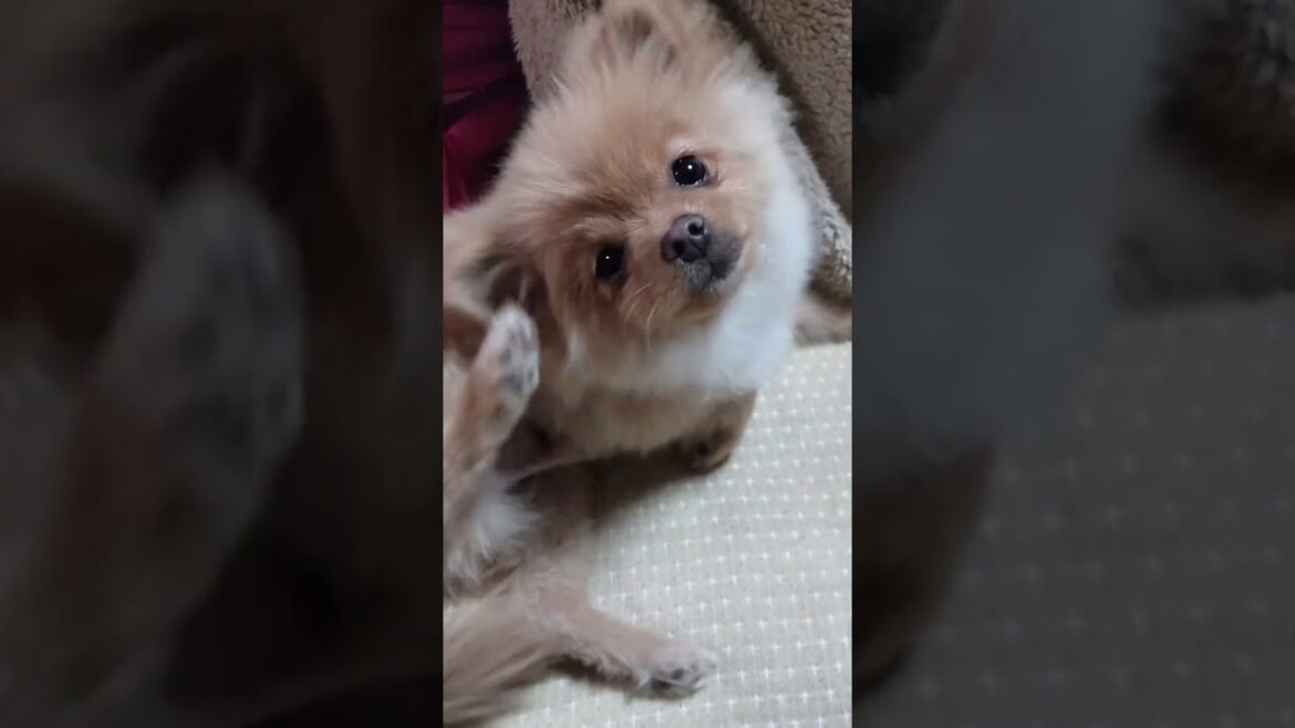 ポメラニアン③潤んだ瞳が可愛い