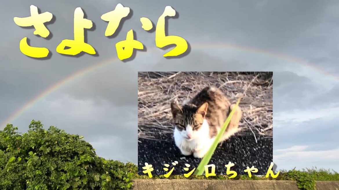 保護猫活動37｜キジシロちゃんが虹の橋を渡りました（涙）