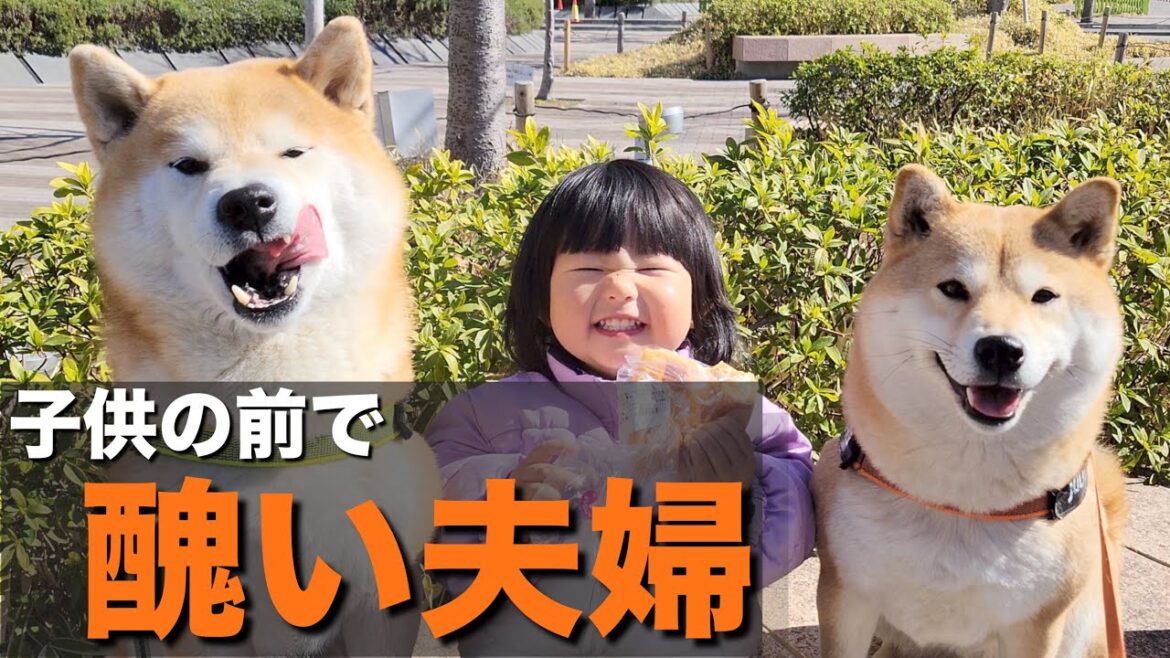醜い争いをする夫婦に、おおよそ考えられる最善の方法で解決する柴犬
