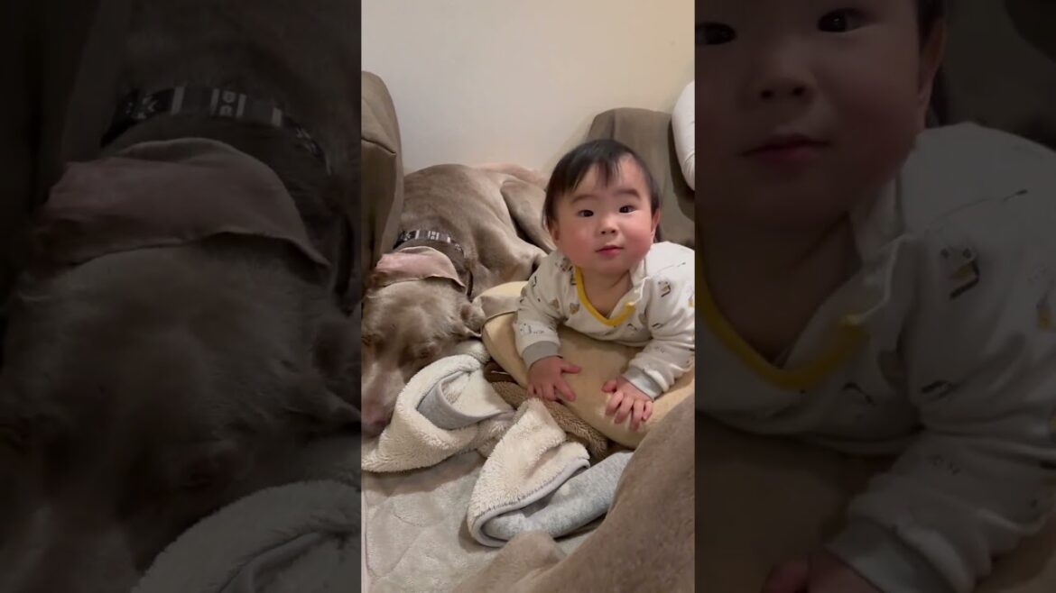 今日も赤ちゃんを受け入れるイッヌ #shorts #ワイマラナー #dogvlog #癒し #大型犬のいる生活 #大型犬との暮らし #大型犬 #可愛い #赤ちゃん