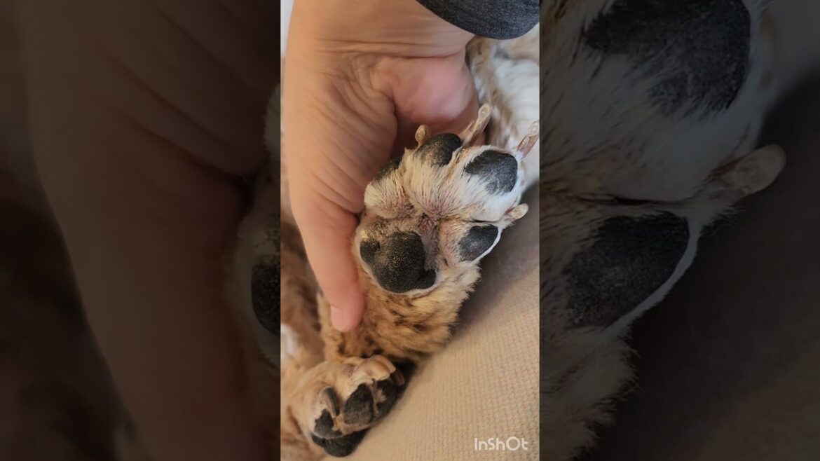 ペーターの肉球トラブル #shorts #アメリカンコッカースパニエル #アメコカ