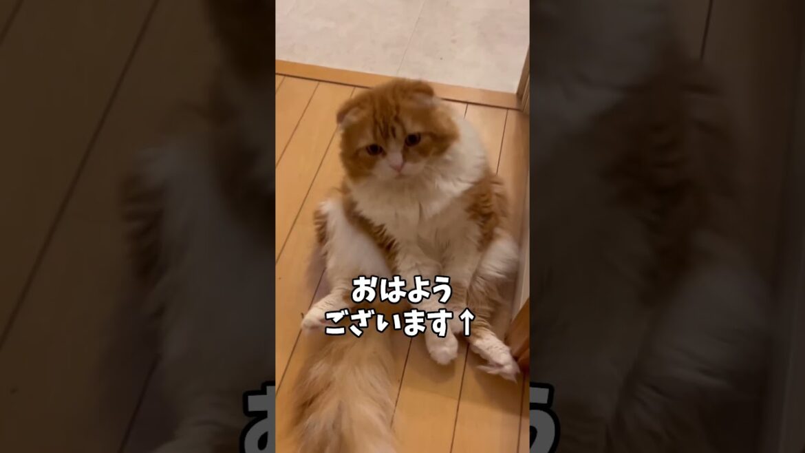 その座り方なに？【ミヌエット】#Shorts #ねこ #スコティッシュフォールド #猫